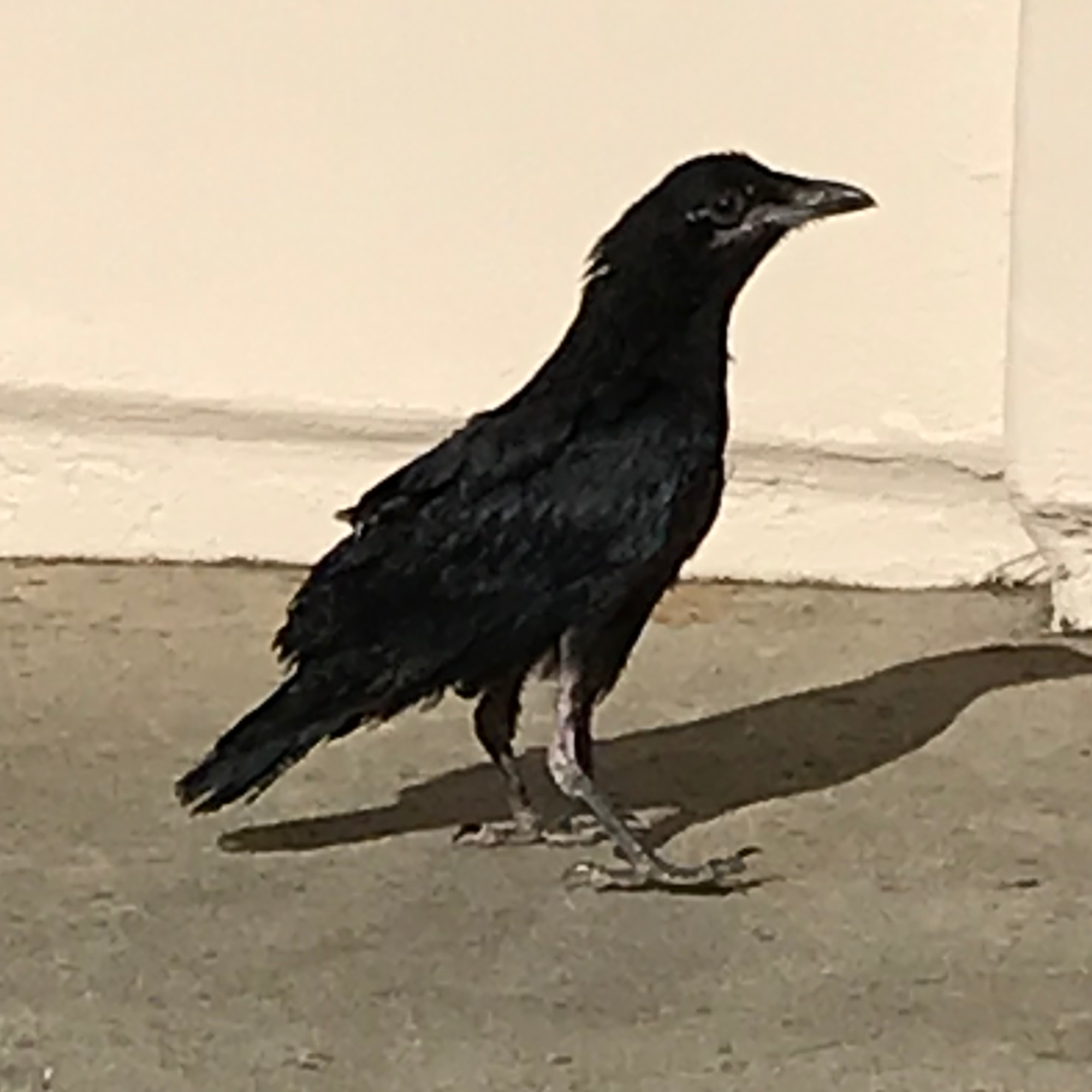 [Visiting Crow]