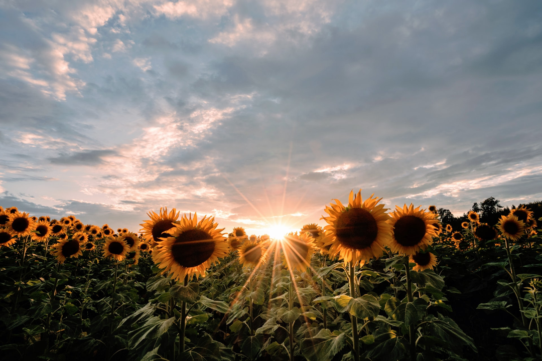 A field of sunflowers with the sun setting in the background.