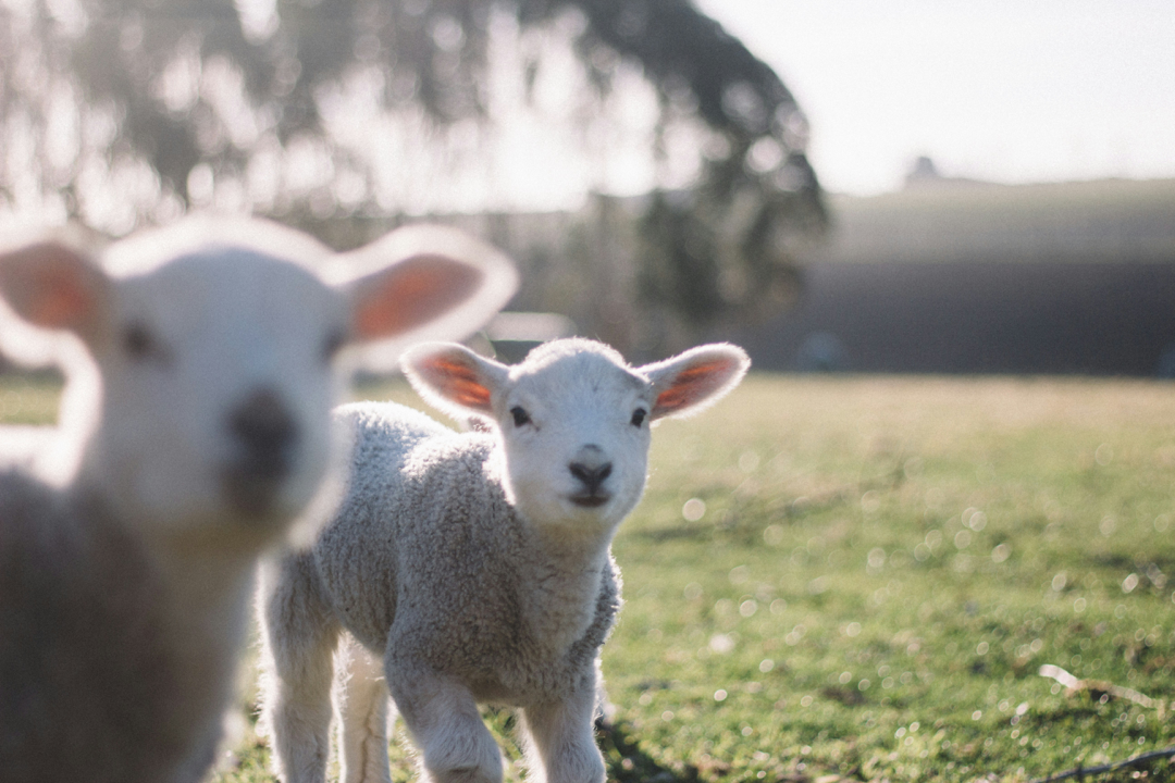 Lambs in spring